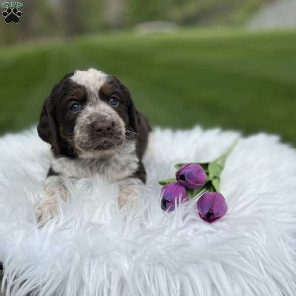 Princess, English Springer Spaniel Puppy