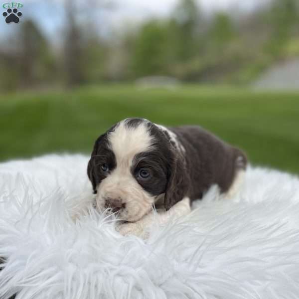 Petunia, English Springer Spaniel Puppy
