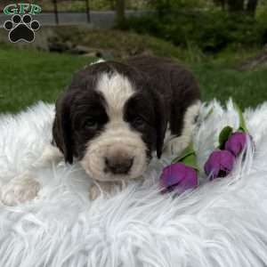 Periwinkle, English Springer Spaniel Puppy