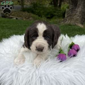 Periwinkle, English Springer Spaniel Puppy