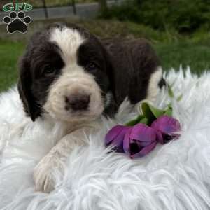 Periwinkle, English Springer Spaniel Puppy