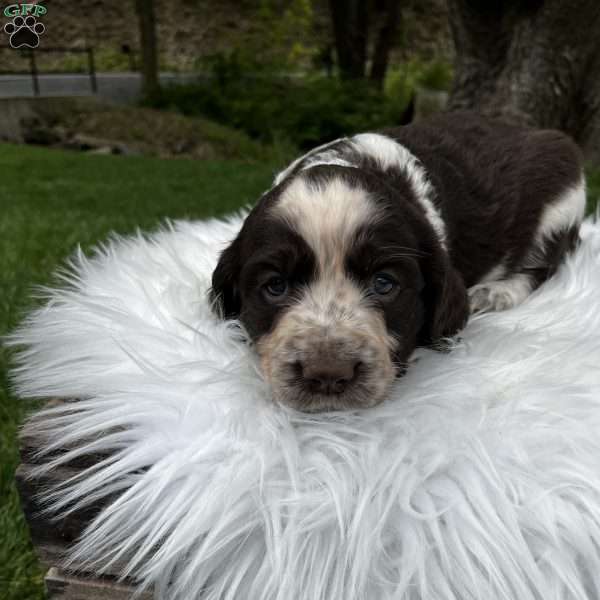 Piper, English Springer Spaniel Puppy