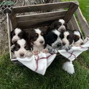 Periwinkle, English Springer Spaniel Puppy