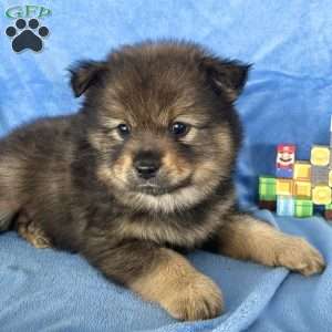 Yoshi, Mini Elkhound Puppy