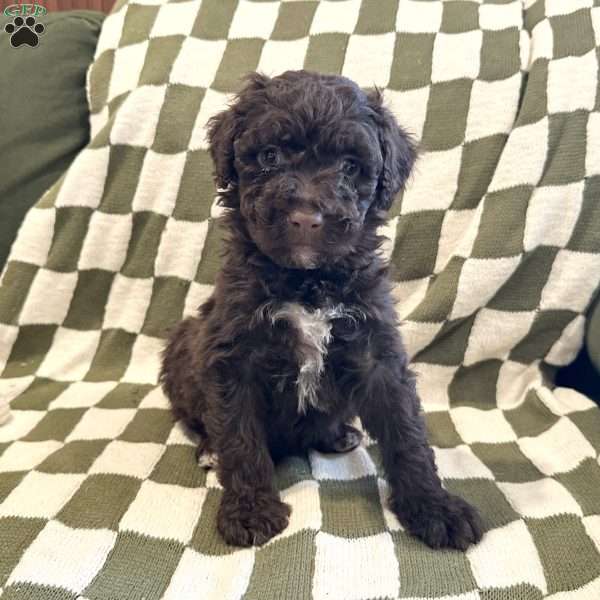 Duke, Portuguese Water Dog Puppy