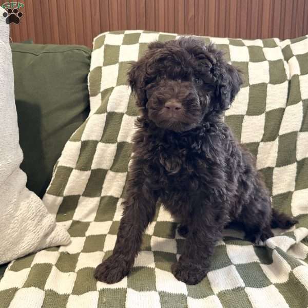 Mason, Portuguese Water Dog Puppy