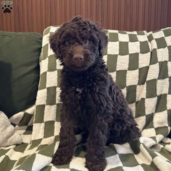 Maverick, Portuguese Water Dog Puppy