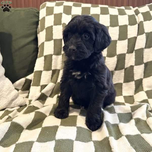 Triton, Portuguese Water Dog Puppy