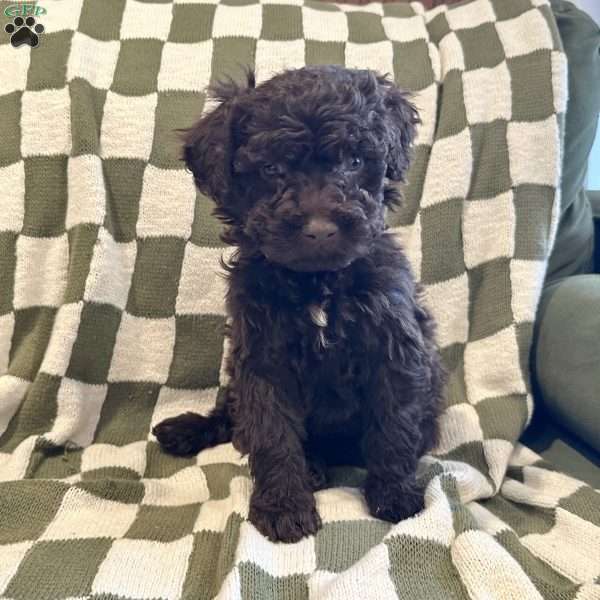 Buba, Portuguese Water Dog Puppy