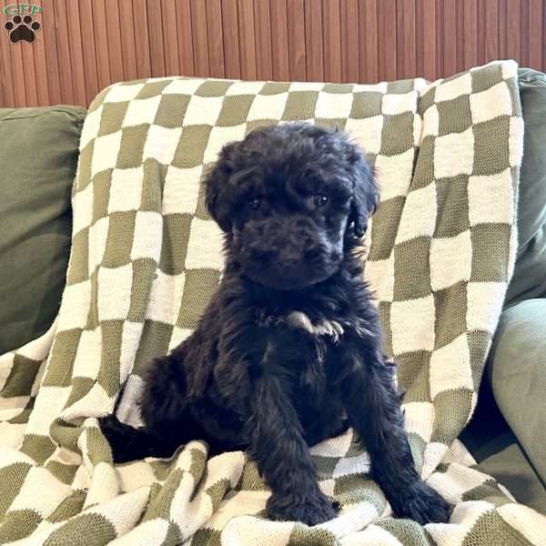 Kinzie, Portuguese Water Dog Puppy