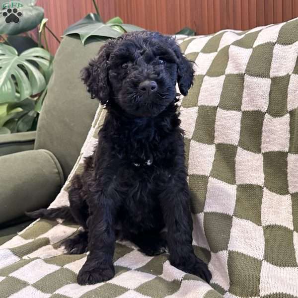 Dixie, Portuguese Water Dog Puppy
