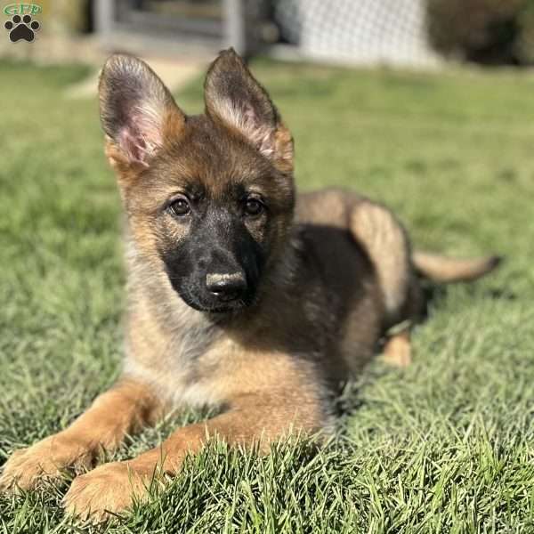 Nikita, German Shepherd Puppy