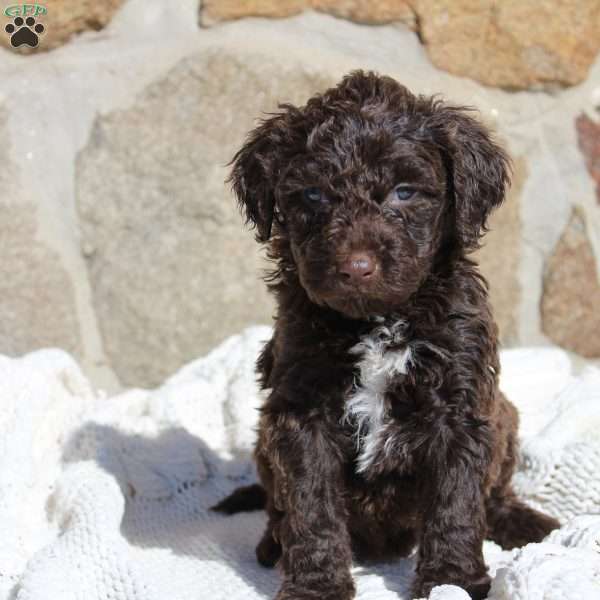 Lilly, Portuguese Water Dog Puppy