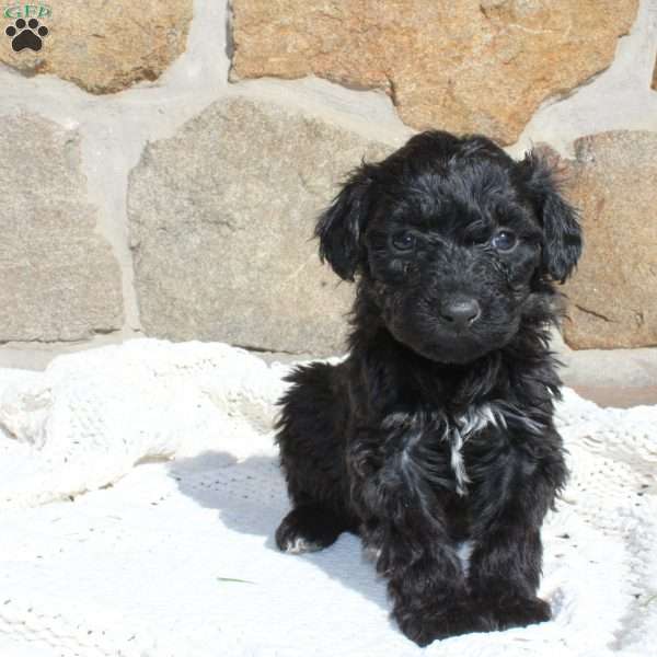 Maya, Portuguese Water Dog Puppy