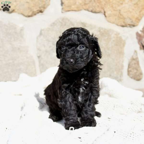 Kinzie, Portuguese Water Dog Puppy
