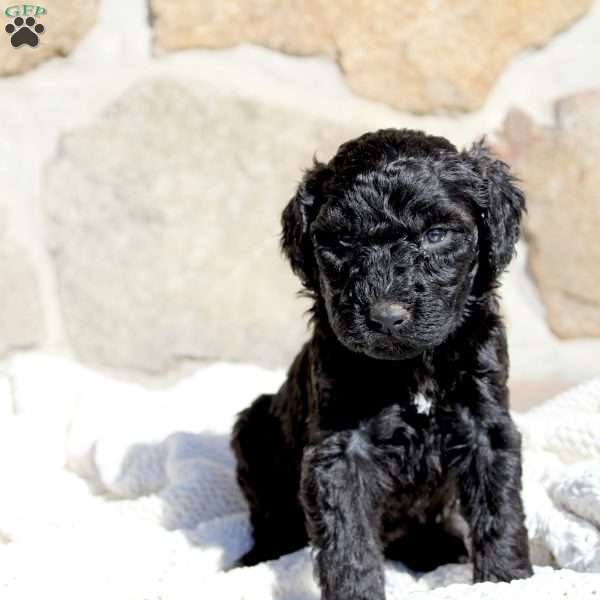 Dixie, Portuguese Water Dog Puppy