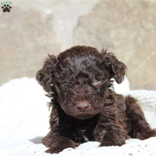 Buba, Portuguese Water Dog Puppy