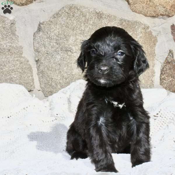 Triton, Portuguese Water Dog Puppy