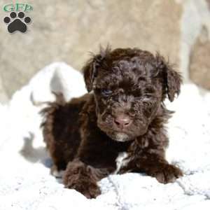 Duke, Portuguese Water Dog Puppy