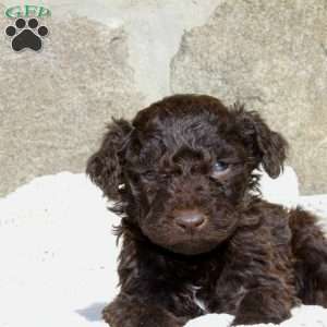 Buba, Portuguese Water Dog Puppy