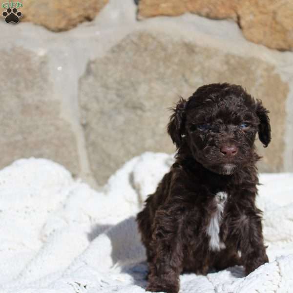 Duke, Portuguese Water Dog Puppy