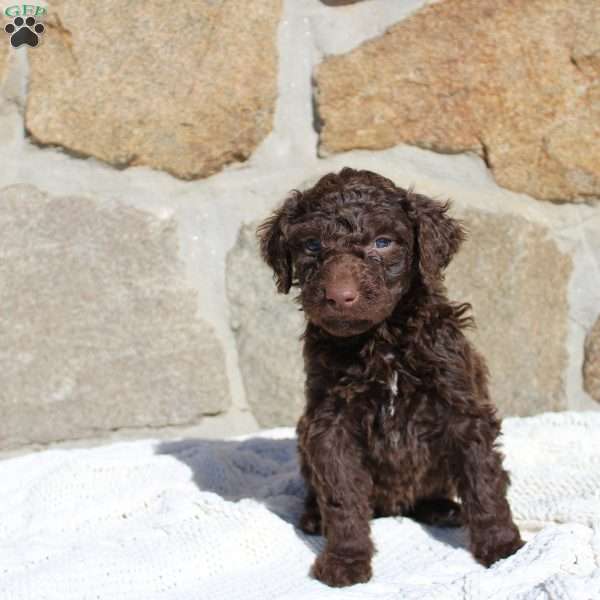 Maverick, Portuguese Water Dog Puppy