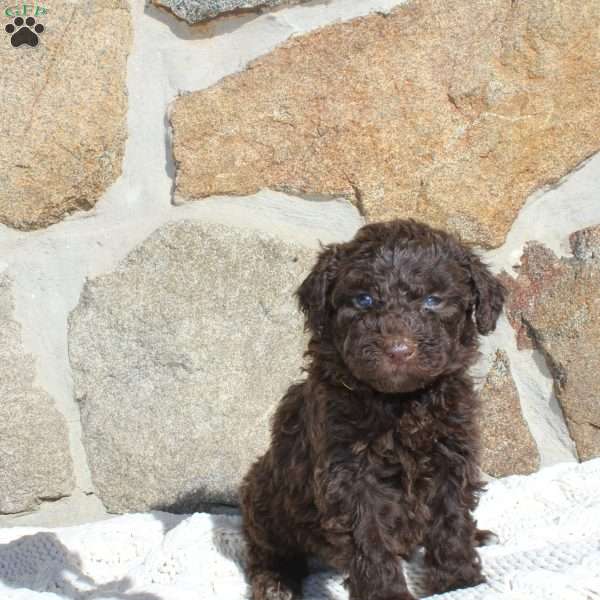 Mason, Portuguese Water Dog Puppy
