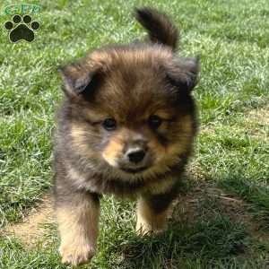 Yoshi, Mini Elkhound Puppy