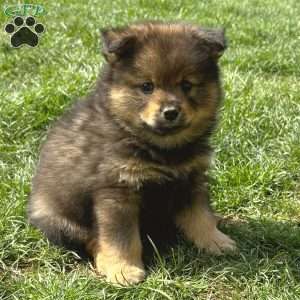 Yoshi, Mini Elkhound Puppy