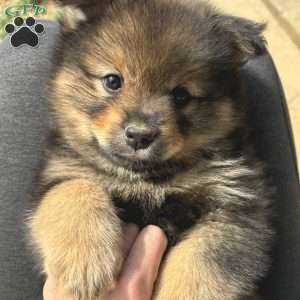Yoshi, Mini Elkhound Puppy