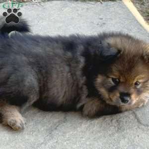 Yoshi, Mini Elkhound Puppy