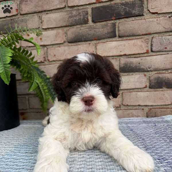 Rosy, Portuguese Water Dog Puppy