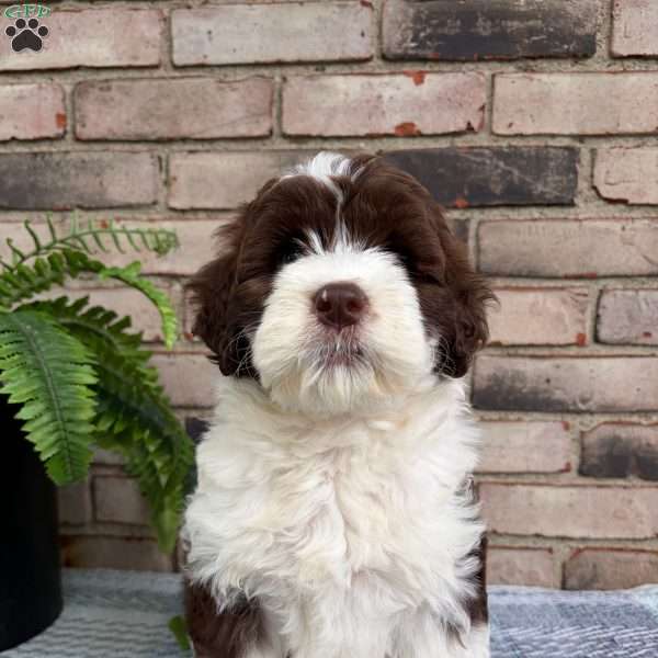Bessie, Portuguese Water Dog Puppy