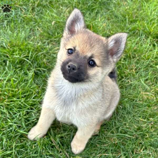 Princess Peach, Mini Elkhound Puppy