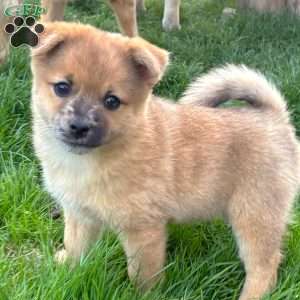Luigi, Mini Elkhound Puppy