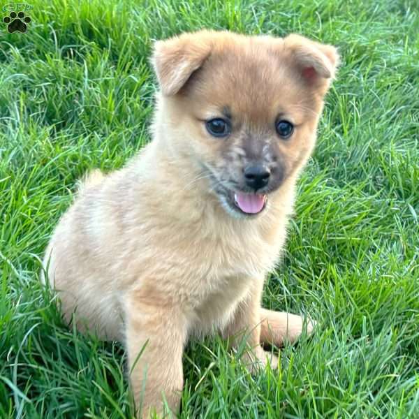 Luigi, Mini Elkhound Puppy