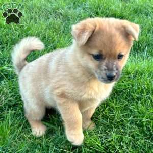 Luigi, Mini Elkhound Puppy