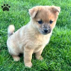 Luigi, Mini Elkhound Puppy