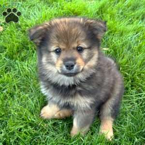 Yoshi, Mini Elkhound Puppy