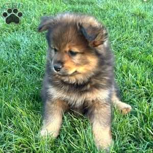 Yoshi, Mini Elkhound Puppy