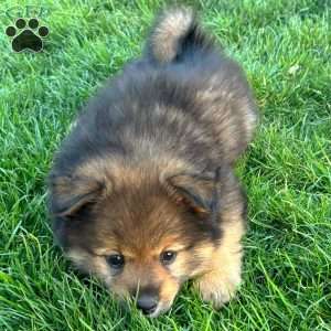 Yoshi, Mini Elkhound Puppy