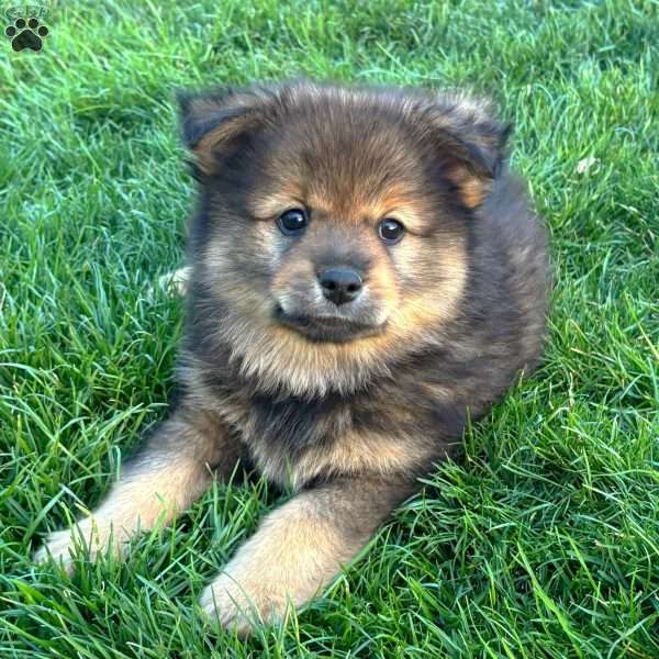 Yoshi, Mini Elkhound Puppy