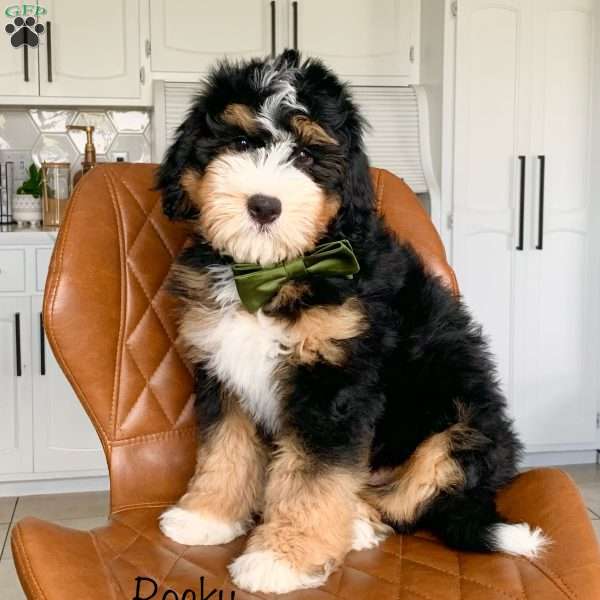 Rocky, Bernedoodle Puppy