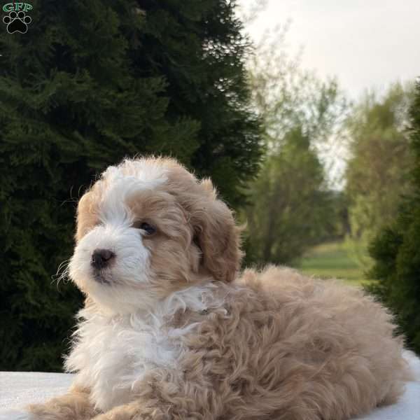 Sophia, Mini Bernedoodle Puppy