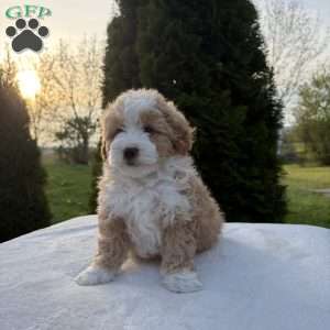 Sophia, Mini Bernedoodle Puppy