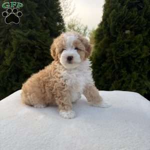 Sophia, Mini Bernedoodle Puppy