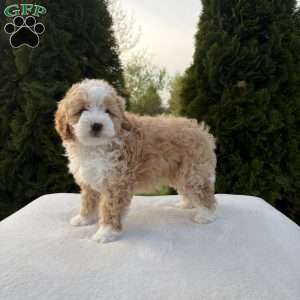 Sophia, Mini Bernedoodle Puppy