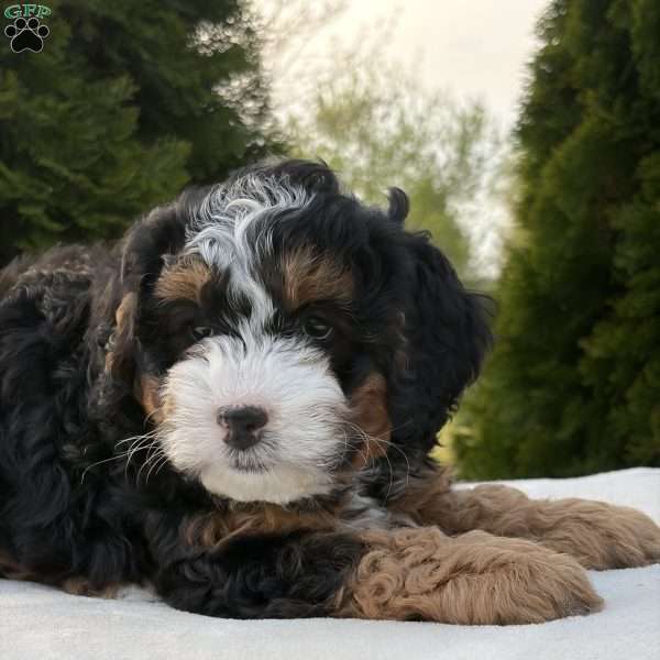 Sasha, Mini Bernedoodle Puppy