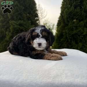 Sasha, Mini Bernedoodle Puppy