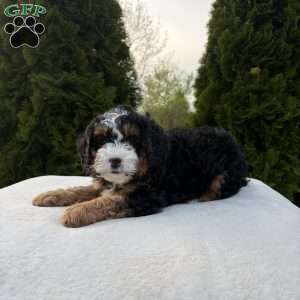 Sasha, Mini Bernedoodle Puppy